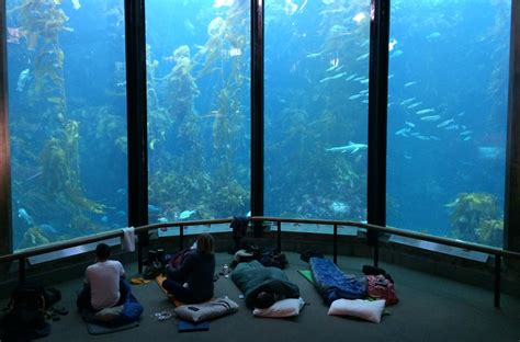 metal lunch box sold at monterey bay aquarium|the aquarium monterey ca.